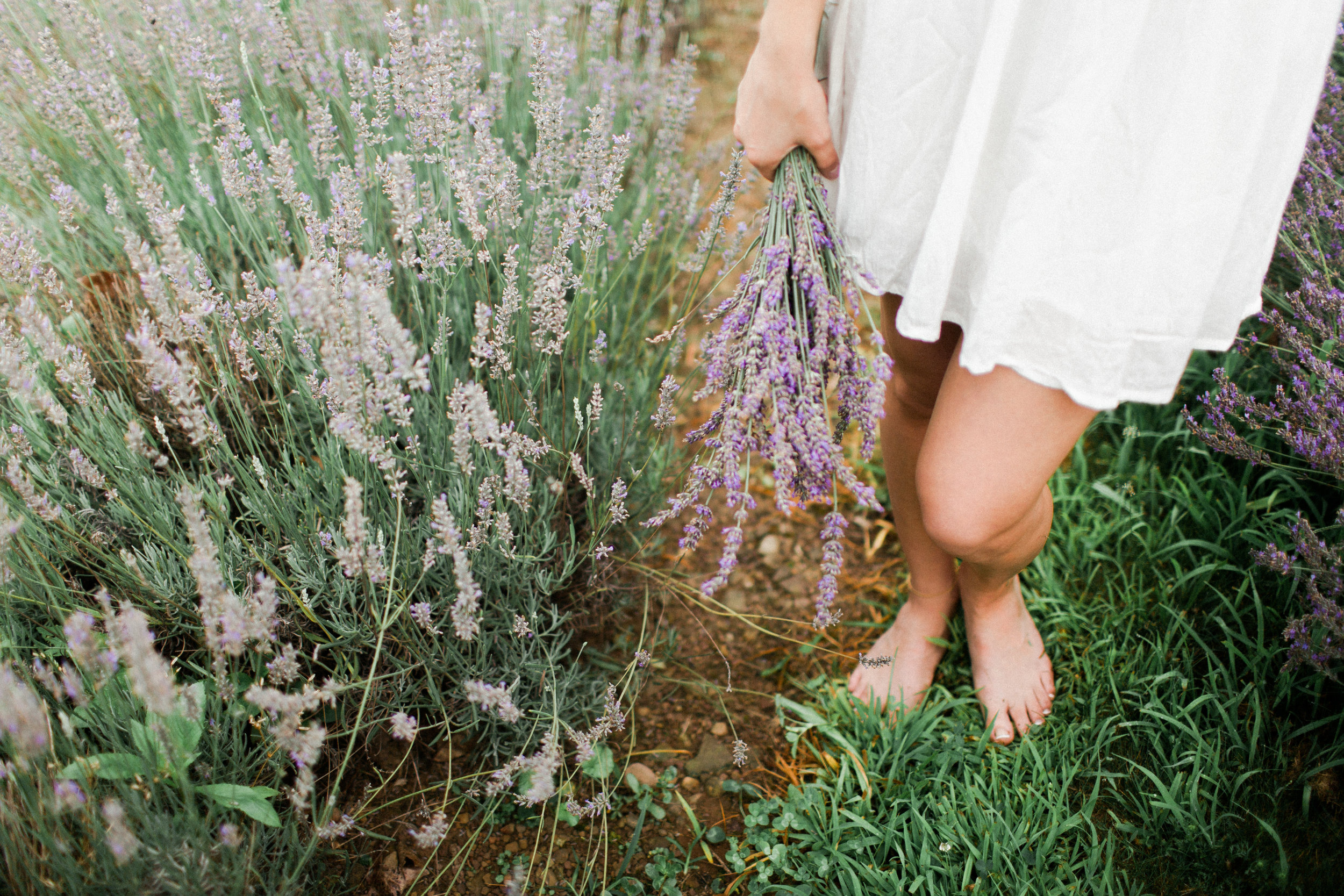 Hope Hill lavender Farm