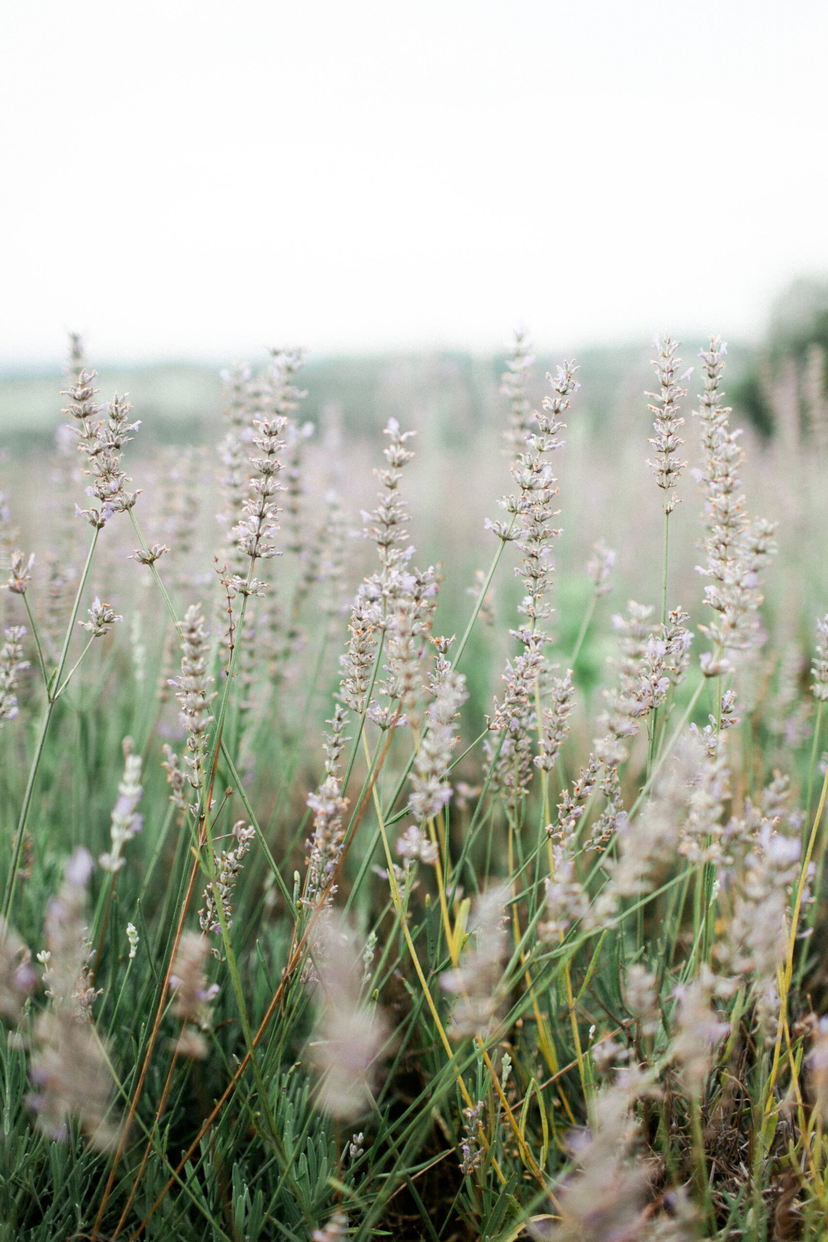 Hope Hill Lavender Farm