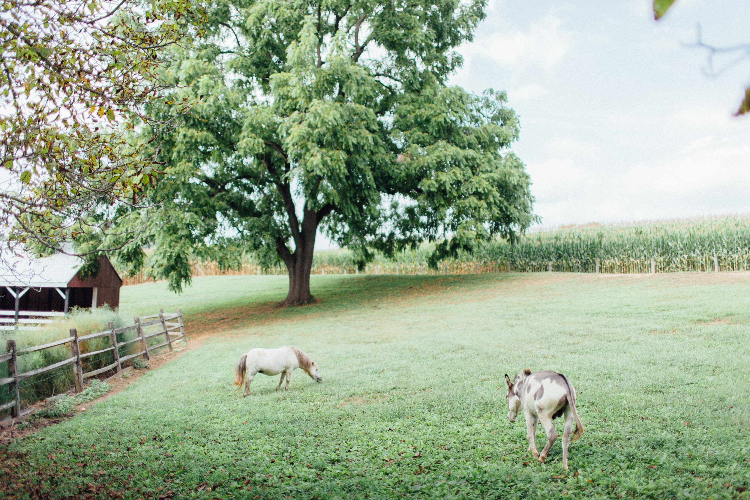 Lancaster Pennsylvania Wedding Photographer