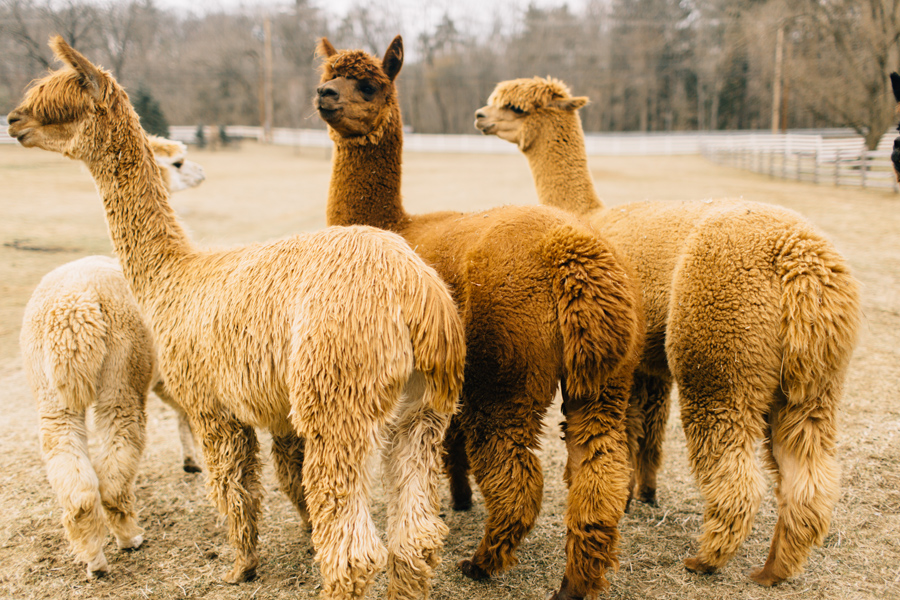  Because ironstone ranch is the literal best. They have alpacas guys. 